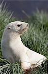 Antarctic fur seal (Arctocephalus gazella), Blond, Husvik Island, Antarctic, Polar Regions