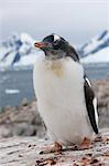 Gentoo penguin chick (Pygoscelis papua papua), Port Lockroy, Antarctic Peninsula, Antarctica, Polar Regions