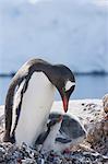 Gentoo penguin (Pygoscelis papua papua) with chicks, Port Lockroy, Antarctic Peninsula, Antarctica, Polar Regions