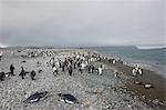 King penguin colony (Aptenodytes patagonicus), Salisbury Plain, South Georgia, Antarctic, Polar Regions