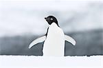 Adelie penguin (Pygoscelis adeliae), Commonwealth Bay, Antarctica, Polar Regions