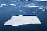 Adelie penguin (Pygoscelis adeliae) on ice floe, Dumont d'Urville, Antarctica, Polar Regions