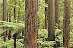 Redwoods and Tree Ferns, The Redwoods, Rotorua, Bay of Plenty, North Island, New Zealand, Pacific