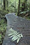 Walkway through Swamp Forest, Ships Creek, West Coast, South Island, New Zealand, Pacific