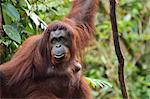 Orangutan (Pongo borneo), Semenggoh Wildlife Reserve, Sarawak, Borneo, Malaysia, Southeast Asia, Asia