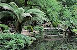 Alfred Nicholas Gardens, Dandenong Ranges National Park, Dandenong Ranges, Victoria, Australia, Pacific