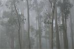 Mountain Ash forest in fog, Dandenong Ranges National Park, Dandenong Ranges, Victoria, Australia, Pacific