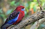 Crimson Rosella (Platycercus elegans), Dandenong Ranges National Park, Dandenong Ranges, Victoria, Australia, Pacific