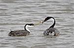 Western grebe (Aechmophorus occidentalis) courtship, Bear River Migratory Bird Refuge, Utah, United States of America