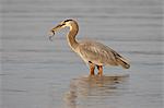 Great blue heron (Ardea herodias) with a fish, Esquimalt Lagoon, Saanich, British Columbia, Canada, North America