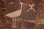 Bird petroglyph, Petrified Forest National Park, Arizona, United States of America, North America