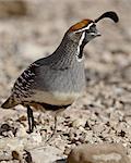 Male Gambel's quail (Callipepla gambelii), Elephant Butte Lake State Park, New Mexico, United States of America, North America