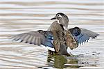 Female wood duck (Aix sponsa) flapping wings, Rio Grande Zoo, Albuquerque Biological Park, Albuquerque, New Mexico, United States of America, North America