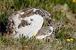 White-tailed ptarmigan (Lagopus leucurus) pair mating, Mount Evans, Colorado, United States of America, North America