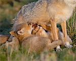 Swift fox (Vulpes velox) kits nursing, Pawnee National Grassland, Colorado, United States of America, North America