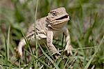 Pygmy short-horned lizard (Phrynosoma douglasi douglasi), Pawnee National Grassland, Colorado, United States of America, North America