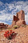 Rock formation and common paintbrush (Castilleja chromosa), Arches National Park, Utah, United States of America, North America