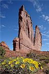 The Organ with rough mulesears (Wyethia scabra), Arches National Park, Utah, United States of America, North America