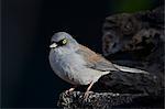 Yellow-eyed junco (Junco phaeonotus), Chiricahuas, Coronado National Forest, Arizona, United States of America, North America