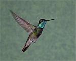 Male magnificent hummingbird (Eugenes fulgens) in flight, Chiricahuas, Coronado National Forest, Arizona, United States of America, North America
