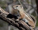 Yuma antelope squirrel (Harris's antelope squirrel) (Ammospermophilus harrisii), Chiricahuas, Coronado National Forest, Arizona, United States of America, North America