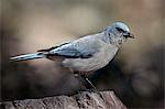 Mexican jay (Aphelocoma ultramarina), Chiricahuas, Coronado National Forest, Arizona, United States of America, North America