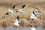 Flock of American avocet (Recurvirostra americana) in flight, Whitewater Draw Wildlife Area, Arizona, United States of America, North America