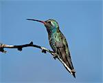 Broad-billed hummingbird (Cynanthus latirostris) perched, Patagonia, Arizona, United States of America, North America