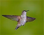 Female broad-tailed hummingbird (Selasphorus platycercus) in flight, Red Feather Lakes District, Roosevelt National Forest, Colorado, United States of America, North America