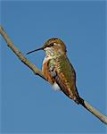 Female rufous hummingbird (Selasphorus rufus) perched, Routt National Forest, Colorado, United States of America, North America