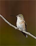 Female broad-tailed hummingbird (Selasphorus platycercus) perched, Routt National Forest, Colorado, United States of America, North America