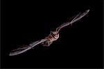 Big brown bat (Eptesicus fuscus) in flight, in captivity, Hidalgo County, New Mexico, United States of America, North America