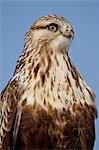 Rough-legged Hawk (Buteo lagopus), Antelope Island State Park, Utah, United States of America, North America