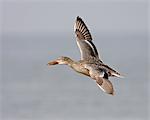 Northern Shoveler (Anas clypeata) hen in flight, Antelope Island State Park, Utah, United States of America, North America