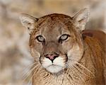 Mountain Lion (Cougar) (Felis concolor) in captivity, near Bozeman, Montana, United States of America, North America