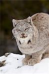 Canadian Lynx (Lynx canadensis) in the snow, in captivity, near Bozeman, Montana, United States of America, North America