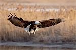 Bald eagle (Haliaeetus leucocephalus) in flight on final approach, Farmington Bay, Utah, United States of America, North America