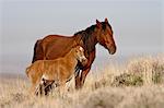 Wild horse (Equus Caballus) mare and foal, Green River, Wyoming, United States of America, North America