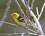 Male Western tanager (Piranga ludoviciana), near Oliver, British Columbia, Canada, North America