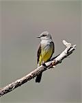 Western kingbird (Tyrannus verticalis), Okanogan County, Washington State, United States of America, North America