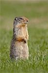 Columbian ground squirrel (Citellus columbianus), Manning Provincial Park, British Columbia, Canada, North America