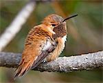 Rufous hummingbird (Selasphorus rufus), near Nanaimo, British Columbia, Canada, North America