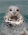 Harbor seal (Phoca vitulina), near Victoria, British Columbia, Canada, North America