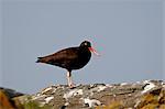 American black oystercatcher (black oystercatcher) (Haematopus bachmani), Mandarte Island, British Columbia, Canada, North America