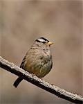 White-crowned sparrow (Zonotrichia leucophrys), Sidney Spit, British Columbia, Canada, North America