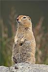 Arctic ground squirrel (Parka squirrel) (Citellus parryi), Hatcher Pass Alaska, United States of America, North America