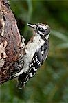 Downy woodpecker (Picoides pubescens), Wasilla, Alaska, United States of America, North America