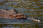 Beaver (Castor canadensis) swimming with food, Denali National Park and Preserve, Alaska, United States of America, North America