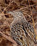 Greater roadrunner (Geococcyx californianus), Bosque del Apache National Wildlife Refuge, New Mexico, United States of America, North America