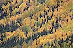 Fall colors with evergreens, Toad River, Alaska Highway, British Columbia, Canada, North America